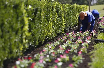 Reposição de Mudas e Flores de Jardim